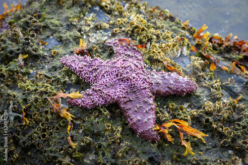 Purple starfish in Kodiak Alaska on the seashore