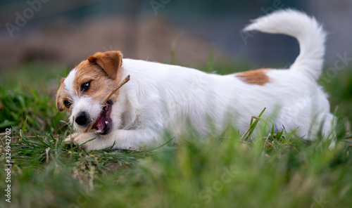 The puppy eats a bone outside. Dog Jack Russell Terrier.