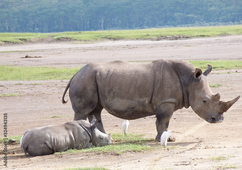 Fototapeta premium white rhino with baby