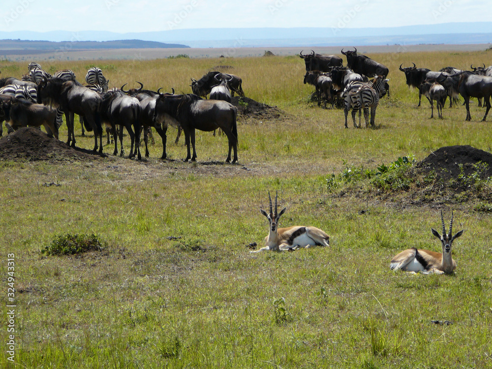 herd of wildebeest herd of wildebeest