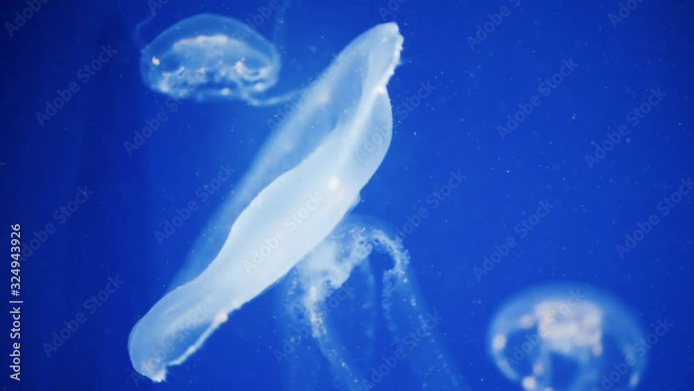 Medusas sobre fondo azul Medusas sobre fondo azul
