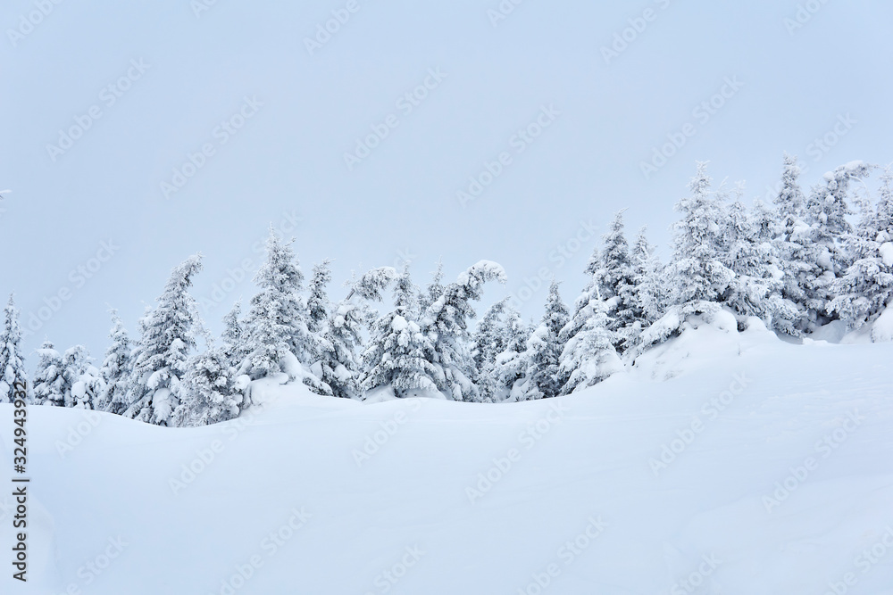 Fototapeta premium winter mountain landscape - snowy forest
