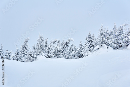 winter mountain landscape - snowy forest