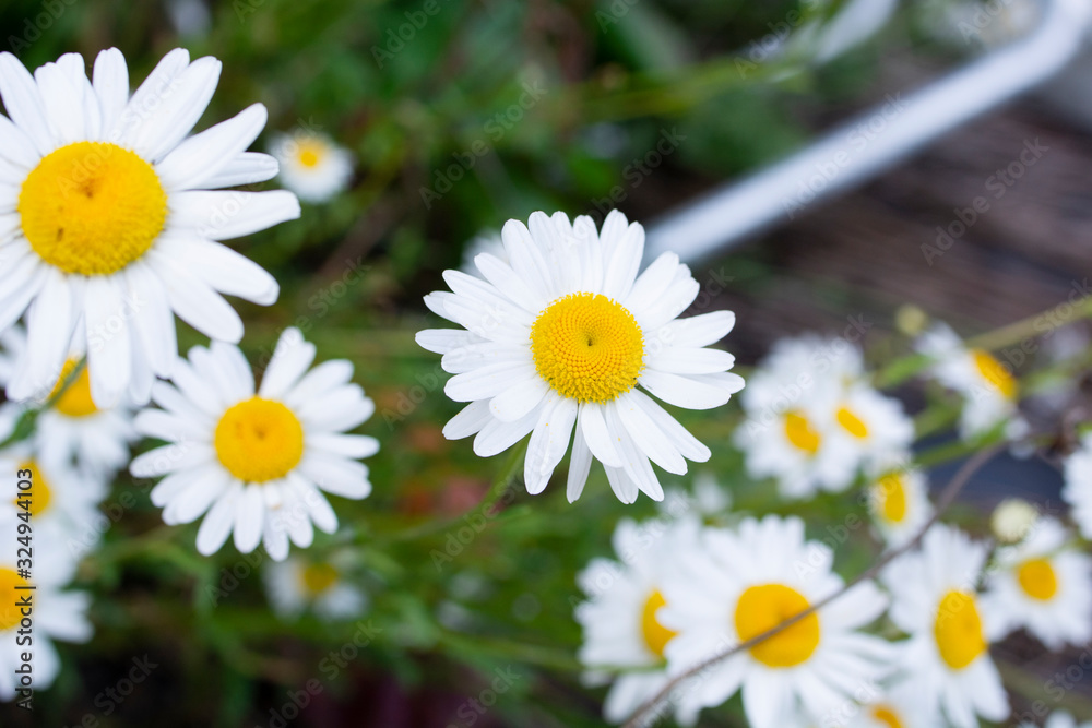 Fototapeta premium Daisies