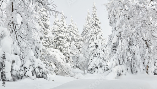 snowy meadow in the winter mountain spruce forest