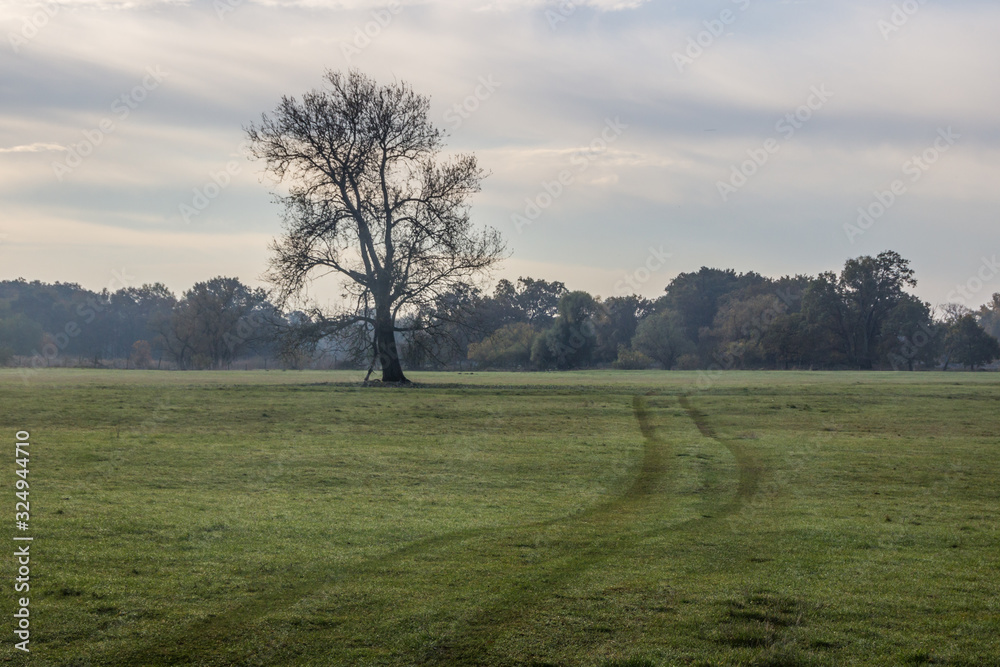 lonely tree in the field at sunrise