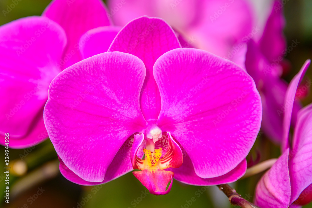 Streaked orchid flowers. Beautiful orchid flowers. Streaked orchid flowers. Beautiful orchid flowers.