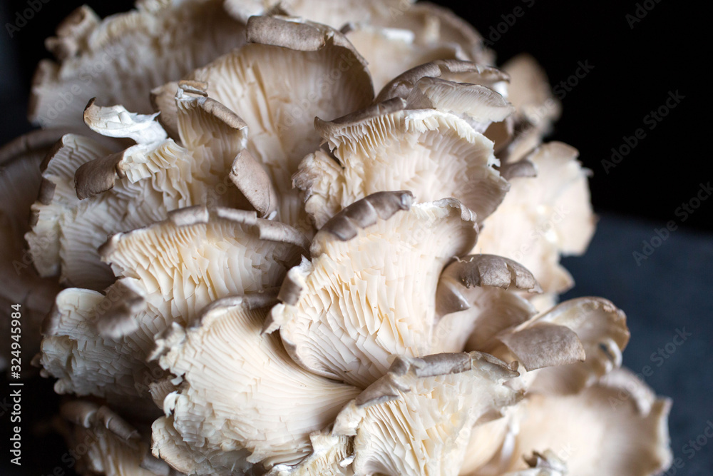 Close up view of maitake mushroom Close up view of maitake mushroom
