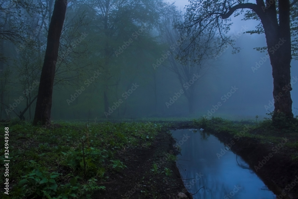 Fototapeta premium fog in the forest and puddle