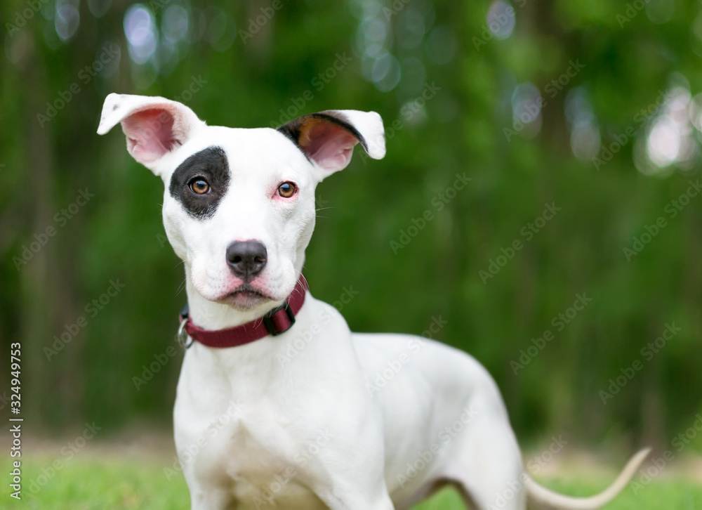A Terrier mixed breed puppy with large floppy ears and a black eye patch outdoors