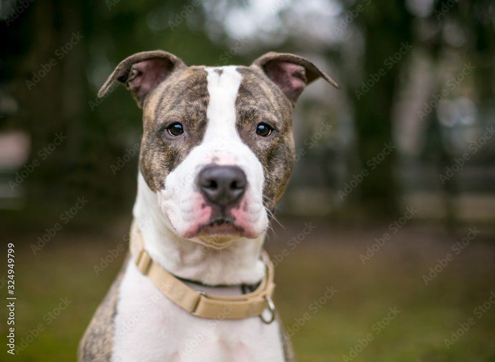 A brindle and white Pit Bull Terrier mixed breed dog outdoors