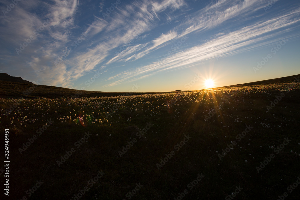 Midnight sun shining on an ocean of flowers during a hinking trip on the rythen, lofoten, norway Midnight sun shining on an ocean of flowers during a hinking trip on the rythen, lofoten, norway