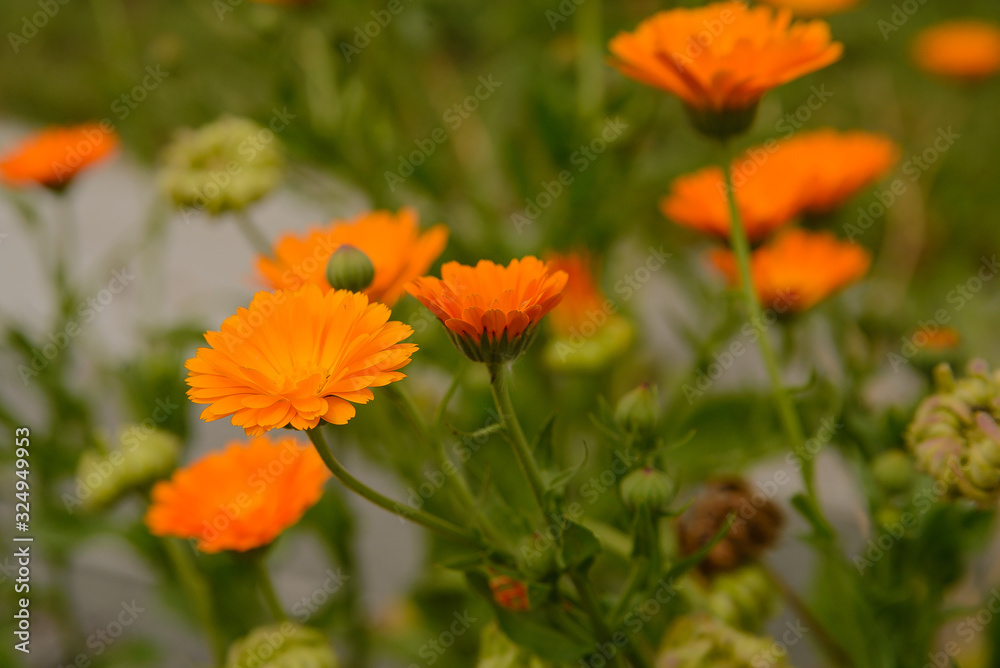 Calendula flowers and seeds grew on the road
