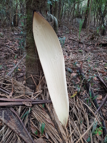 Leaf from Astrocaryum jauari is the most frequently encountered palm native to Amazon Rainforest vegetation in the floodplains of the Rio Negro. Arecaceae family. photo