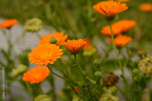 Calendula flowers and seeds grew on the road