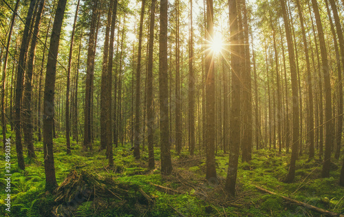 morning in the forest © IoanBalasanu