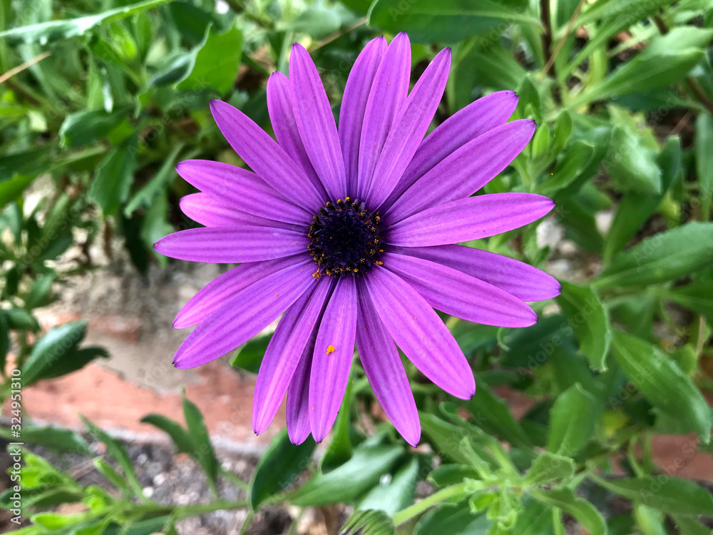 Purple flower Purple flower