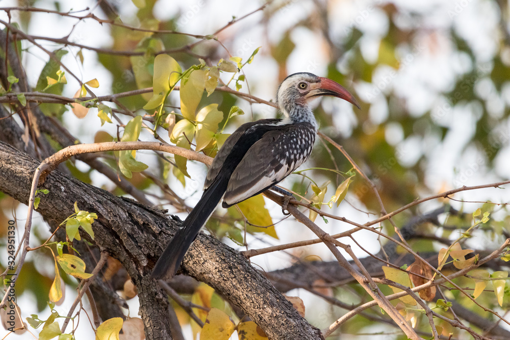 Fototapeta premium Southern red billed hornbill