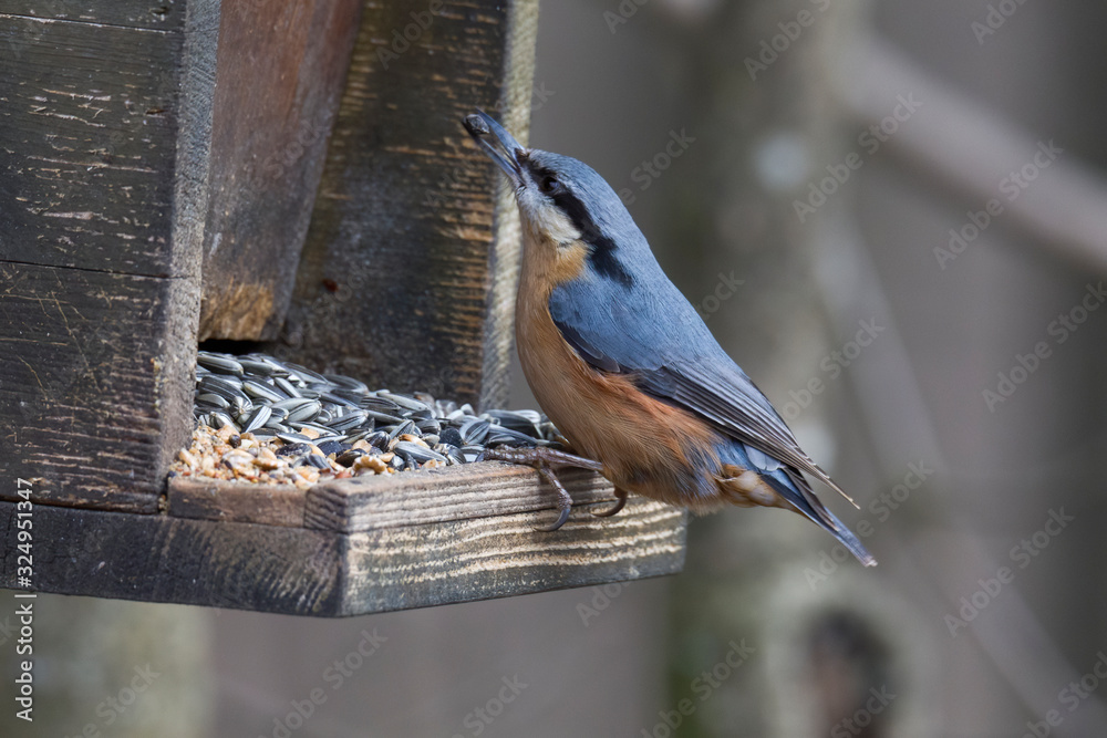 Naklejka premium Nuthatch at a bird feeder house
