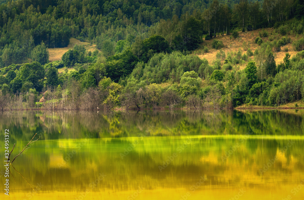 Fototapeta premium lake in the forest