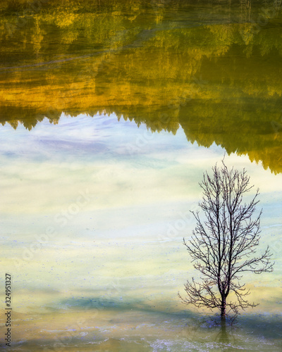 tree on the lake © IoanBalasanu