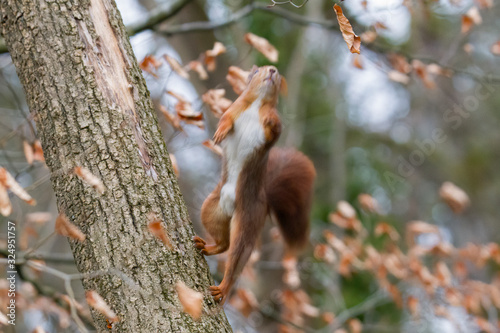 European brown squirrel in winter coat on a branch in the forest