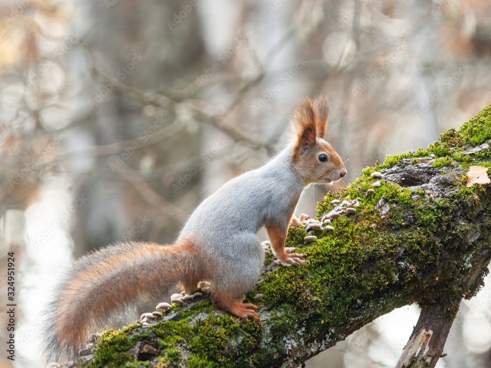 Cute squirrel sitting on birch tree. Wild curious rodent is staring in camera. Autumn forest background. Cute squirrel sitting on birch tree. Wild curious rodent is staring in camera. Autumn forest background.