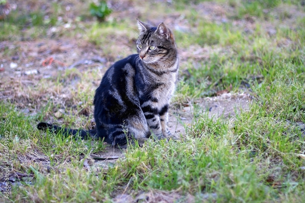 Brown tabby cat sitting in a garden. Selective focus.