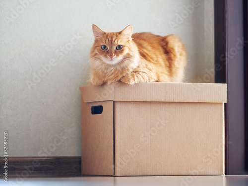 Photography Cute ginger cat lying on carton box