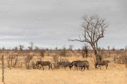 A herd of zebras in kruger savanna