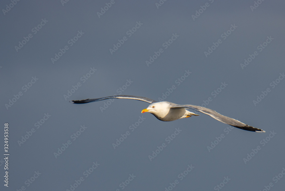 Obraz premium Bird Flights on the Spanish Coast!