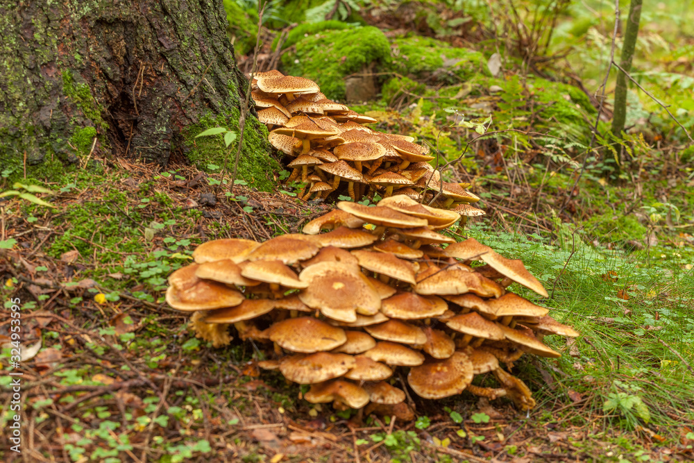 A group of brown mushrooms growing by a tree in the forest, selective focus A group of brown mushrooms growing by a tree in the forest, selective focus
