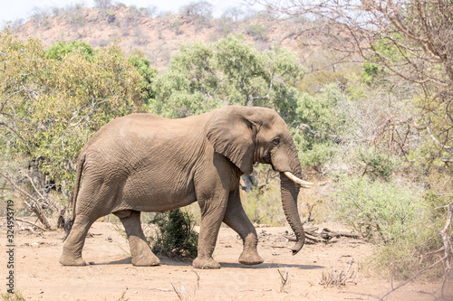 Elephant walking