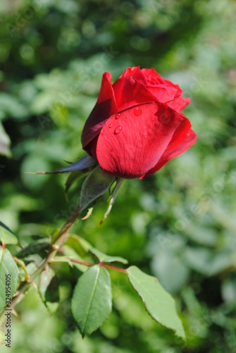 Rosa Roja