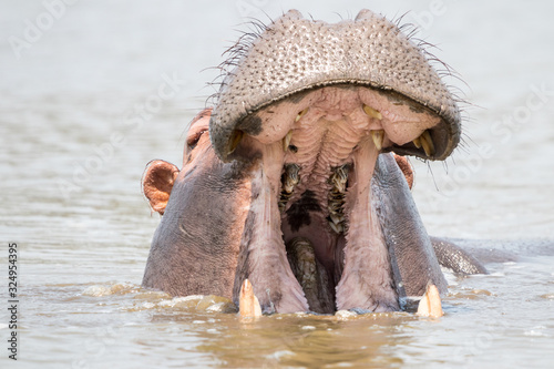a hippo yawning portrait © Estela