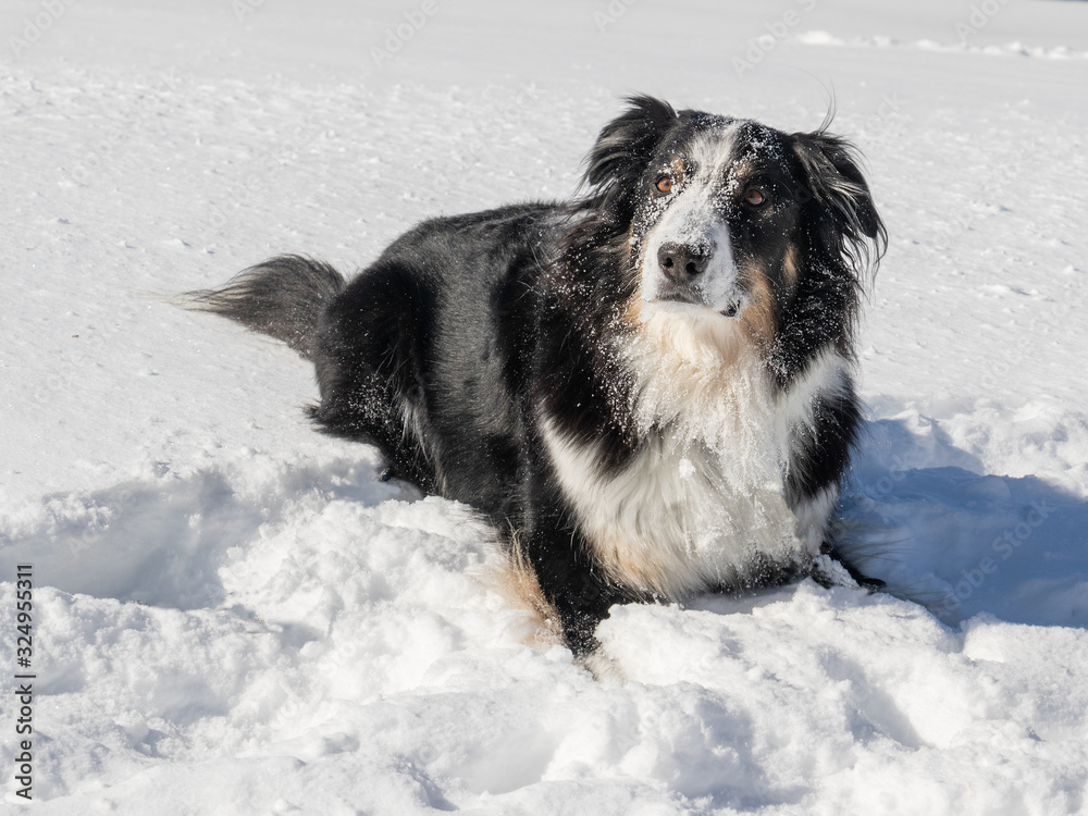 An alert border collie australian dog lying in the new snow in Muskoka An alert border collie australian dog lying in the new snow in Muskoka