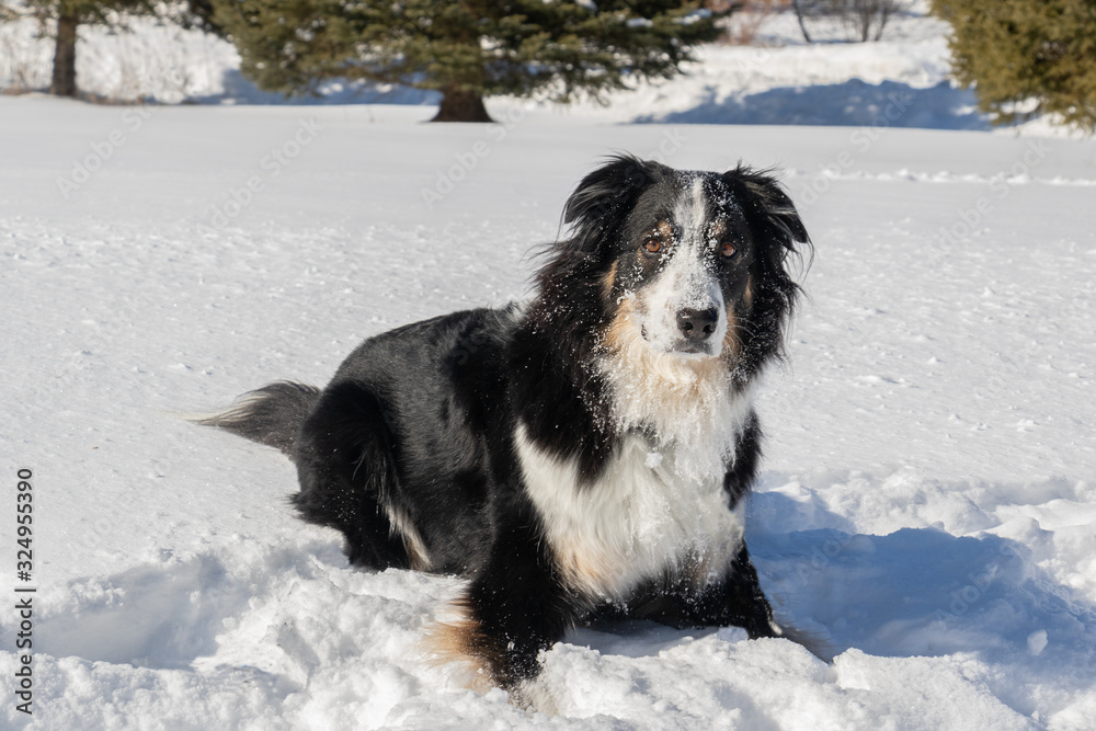 A border collie australian mix dog enjoying the snow A border collie australian mix dog enjoying the snow