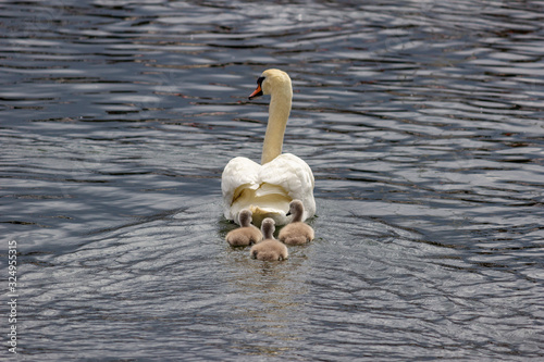 Fototapeta Naklejka Na Ścianę i Meble -  Swimming swan with three swan children
