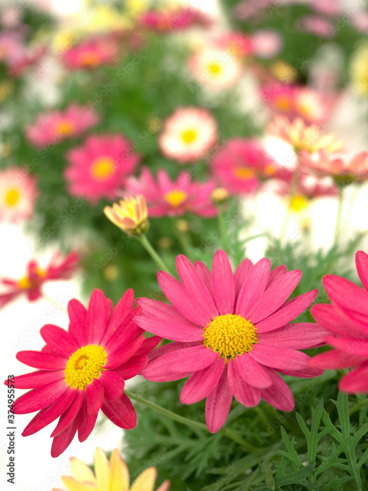 マーガレットの花 マーガレットの花