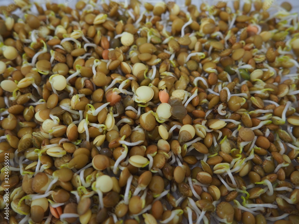 Obraz premium Lentil sprouts with a few days os grrowing