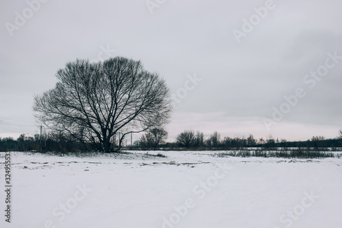 Wallpaper Mural Beautiful landscape of winter nature. Big tree in snowy wasteland in gloomy weather. Torontodigital.ca