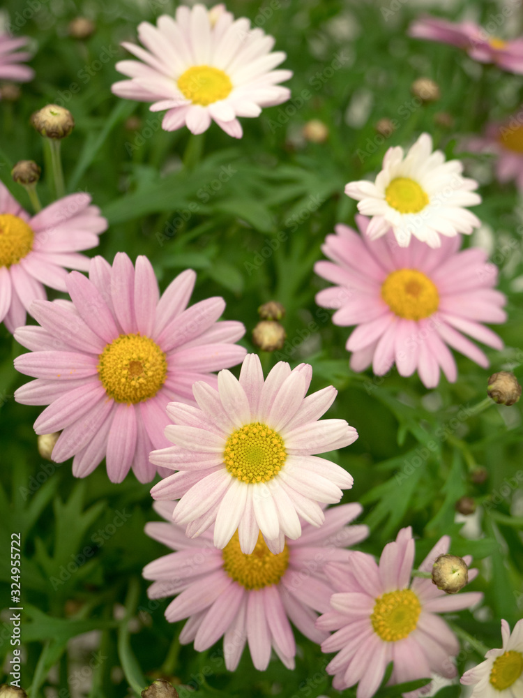 マーガレットの花 マーガレットの花
