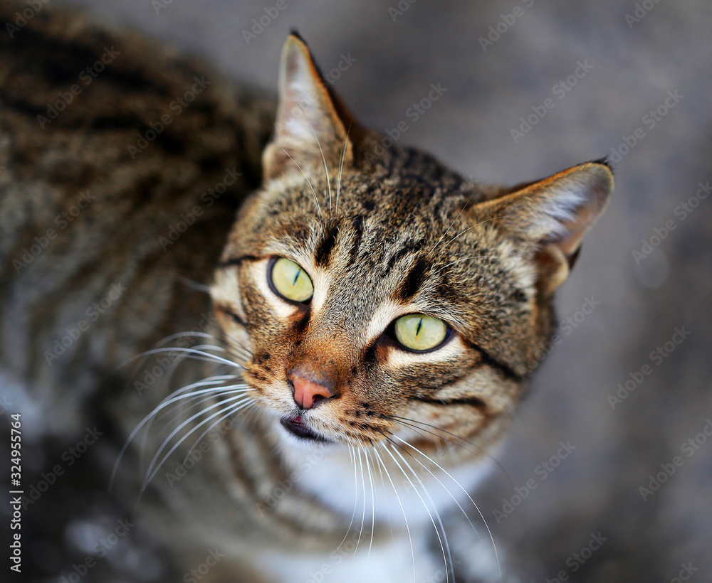 Photo portrait of a beautiful cat macro