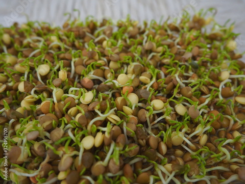 Lentil sprouts with a few days os grrowing photo