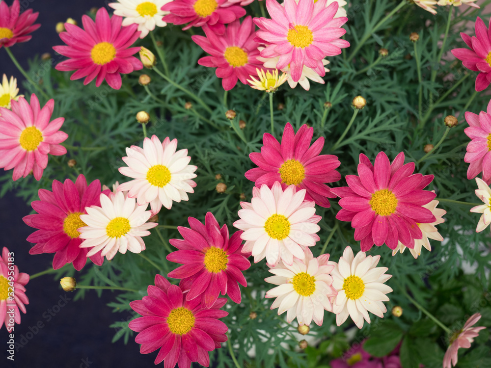 Fototapeta premium マーガレットの花