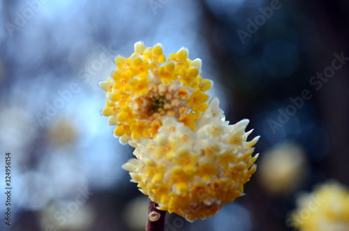 Blüten an einem japanischen Papierbusch photo