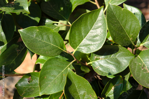 Close-up of some persimmon tree leaves in summer