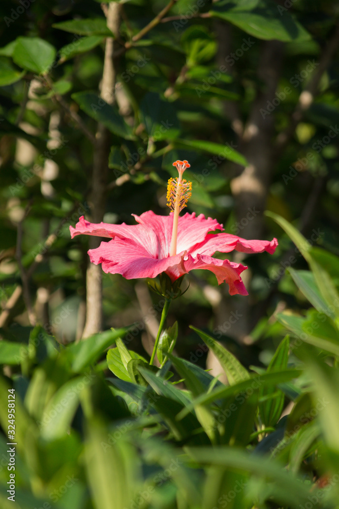 Fototapeta premium red hibiscus flower