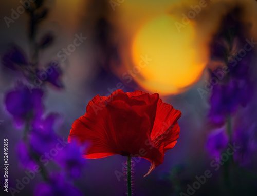 poppy sunset