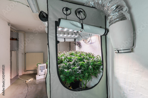 Obraz na plátně Shot of a cannabis plants growing in a grow tent during flowering stage